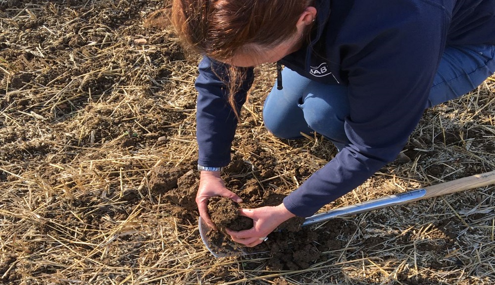 A researcher inspects a freshly dug soil sample